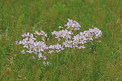 Cardamine polemonioides