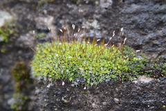 Tortula muralis muralis