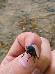 Osca lata