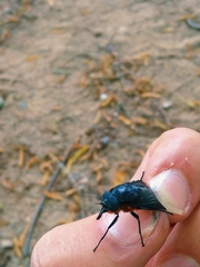 Osca lata