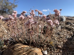 Eriogonum kennedyi austromontanum