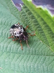 Calligrapha confluens