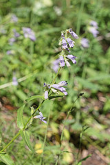 Penstemon whippleanus