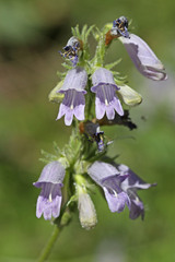 Penstemon whippleanus