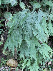 Selaginella oaxacana