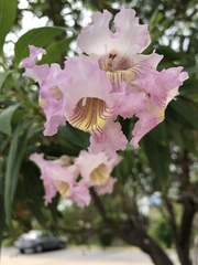× chitalpa tashkentensis