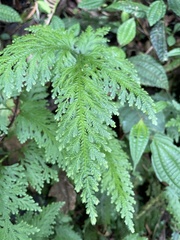 Selaginella oaxacana