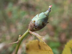 Phragmidium mucronatum