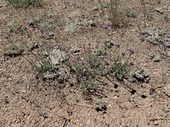 Monardella linoides oblonga