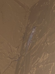 Hemidactylus mabouia