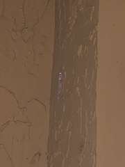 Hemidactylus mabouia