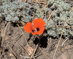 Calochortus kennedyi kennedyi