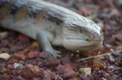 Tiliqua scincoides intermedia