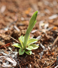 Pterostylis tasmanica