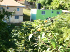 Mellisuga minima