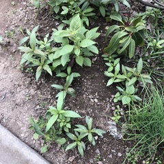 Asclepias curassavica