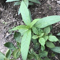 Asclepias curassavica