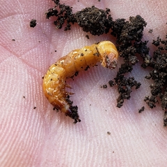 Coleoptera
