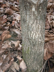 Acer negundo