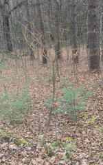 Cornus alternifolia