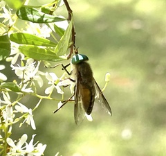 Tabanidae