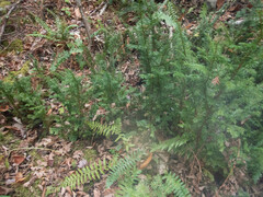 Taxus canadensis