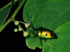 Calliphara
