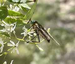 Tabanidae