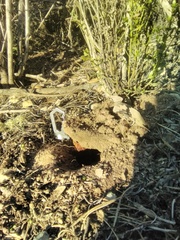 Suillellus amygdalinus