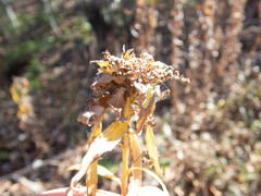 Rhopalomyia capitata