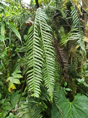 Pteridoideae