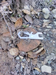 Suillellus amygdalinus