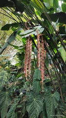 Heliconia vellerigera