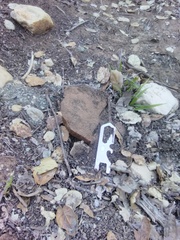 Suillellus amygdalinus