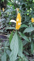 Pachystachys lutea