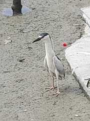 Nycticorax nycticorax