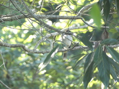 Tyrannus caudifasciatus