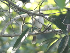 Tyrannus caudifasciatus