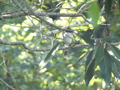 Tyrannus caudifasciatus