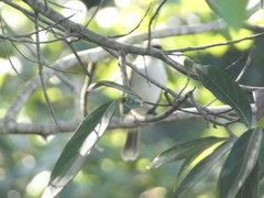 Tyrannus caudifasciatus