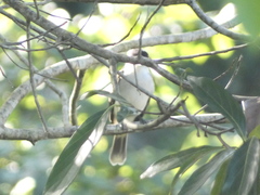 Tyrannus caudifasciatus