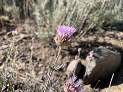 Monardella linoides oblonga