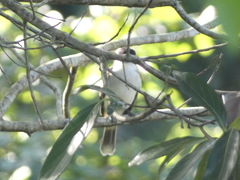 Tyrannus caudifasciatus