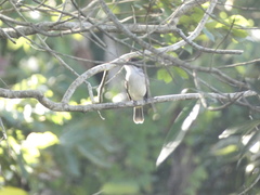 Tyrannus caudifasciatus