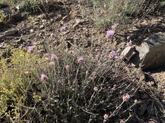 Monardella linoides oblonga