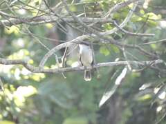 Tyrannus caudifasciatus