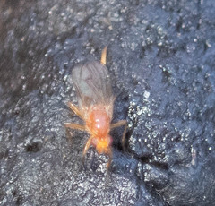 Dryomyza