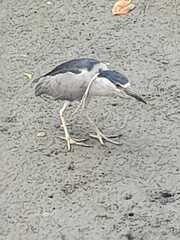 Nycticorax nycticorax