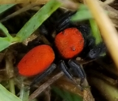 Phidippus cardinalis