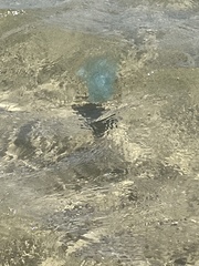 Catostylus mosaicus